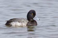 Lesser Scaup, Aythya affinis