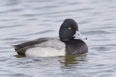 Lesser Scaup, Aythya affinis