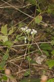 Lesser Snakeroot, Ageratina aromatica