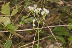 Lesser Snakeroot