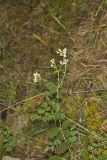 Lesser Snakeroot, Ageratina aromatica