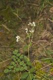 Lesser Snakeroot, Ageratina aromatica