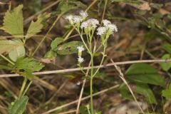 Lesser Snakeroot, Ageratina aromatica Lesser Snakeroot, Ageratina aromatica