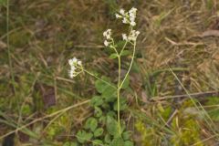 Lesser Snakeroot, Ageratina aromatica