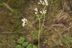 Lesser Snakeroot, Ageratina aromatica
