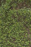 Lesser Trefoil, Trifolium dubium