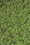 Lesser Trefoil, Trifolium dubium