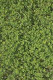 Lesser Trefoil, Trifolium dubium