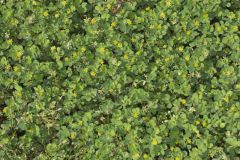 Lesser Trefoil, Trifolium dubium