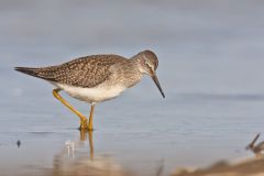 Lesser Yellowlegs, Tringa flavipes