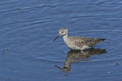 Lesser Yellowlegs, Tringa flavipes