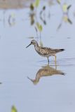 Lesser Yellowlegs, Tringa flavipes
