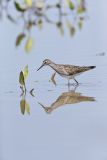 Lesser Yellowlegs, Tringa flavipes