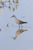Lesser Yellowlegs, Tringa flavipes