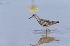 Lesser Yellowlegs, Tringa flavipes