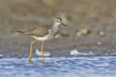 Lesser Yellowlegs, Tringa flavipes
