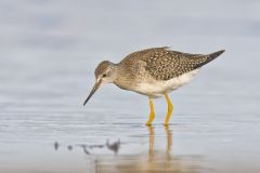 Lesser Yellowlegs, Tringa flavipes