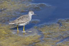 Lesser Yellowlegs, Tringa flavipes