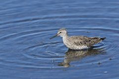 Lesser Yellowlegs, Tringa flavipes