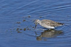 Lesser Yellowlegs, Tringa flavipes
