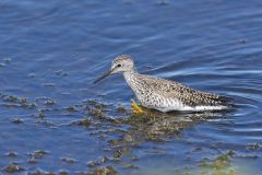 Lesser Yellowlegs, Tringa flavipes