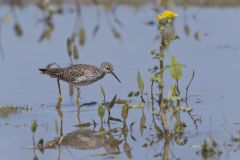 Lesser Yellowlegs, Tringa flavipes