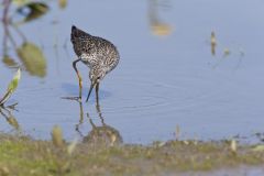 Lesser Yellowlegs, Tringa flavipes