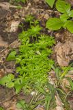 Licorice Bedstraw, Galium circaezans