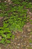 Licorice Bedstraw, Galium circaezans