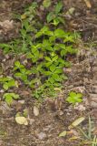Licorice Bedstraw, Galium circaezans