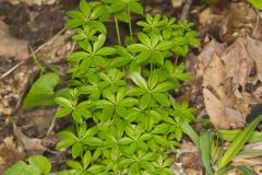 Licorice Bedstraw, Galium circaezans