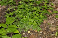 Licorice Bedstraw, Galium circaezans Licorice Bedstraw, Galium circaezans