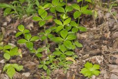 Licorice Bedstraw, Galium circaezans Licorice Bedstraw, Galium circaezans
