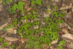 Licorice Bedstraw, Galium circaezans