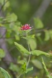 Limber Honeysuckle, Lonicera dioica