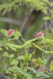 Limber Honeysuckle, Lonicera dioica