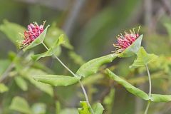 Limber Honeysuckle