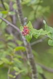 Limber Honeysuckle, Lonicera dioica