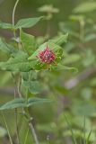 Limber Honeysuckle, Lonicera dioica