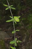 Limber Honeysuckle, Lonicera dioica