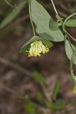 Limber Honeysuckle, Lonicera dioica