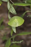 Limber Honeysuckle, Lonicera dioica