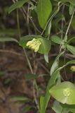 Limber Honeysuckle, Lonicera dioica