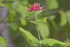 Limber Honeysuckle, Lonicera dioica Limber Honeysuckle, Lonicera dioica