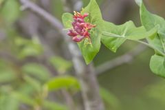 Limber Honeysuckle, Lonicera dioica Limber Honeysuckle, Lonicera dioica