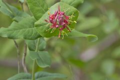 Limber Honeysuckle, Lonicera dioica Limber Honeysuckle, Lonicera dioica