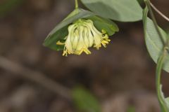 Limber Honeysuckle, Lonicera dioica Limber Honeysuckle, Lonicera dioica