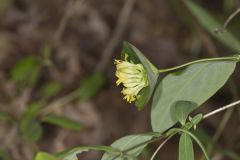 Limber Honeysuckle, Lonicera dioica Limber Honeysuckle, Lonicera dioica