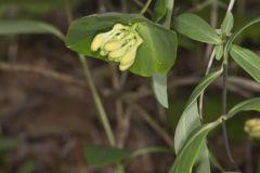 Limber Honeysuckle, Lonicera dioica Limber Honeysuckle, Lonicera dioica