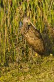 Limpkin, Aramus guarauna